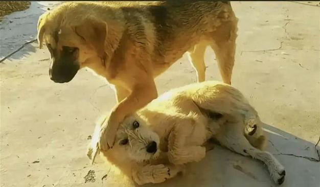 新澳彩免费长期资料大全:中国下司犬外网爆火