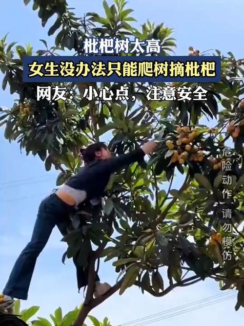 新门内部资料免费提供大全(最新章节)和老人上树摘枇杷被困与爬树摘枇杷